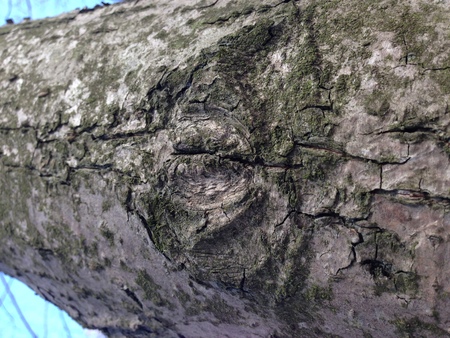 Just bark on a tree. Portrait of horror stories from other Parallels. Scarecrow forest watching us....
