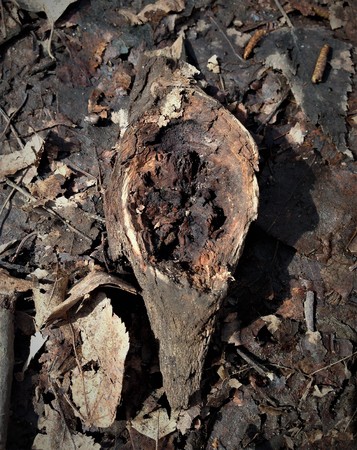 Just bark on a tree. The greatest artist is nature. Look at this photo from a distance and from different angles. You will see something quite unusual. Expressionism Abstractionism Surrealism Cubism Post-impressionismの写真素材