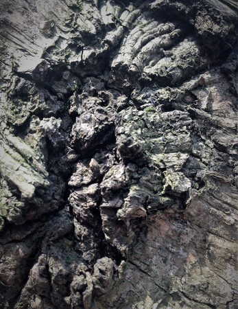 Just bark on a tree. The greatest artist is nature. Look at this photo from a distance and from different angles. You will see something quite unusual. Expressionism Abstractionism Surrealism Cubism Post-impressionismの写真素材