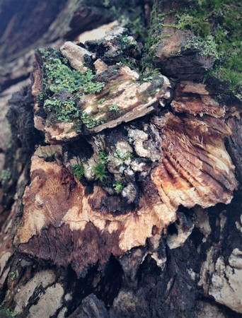 Just bark on a tree. The greatest artist is nature. Look at this photo from a distance and from...