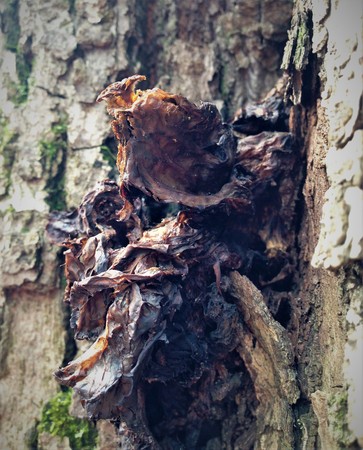 Just bark on a tree. The greatest artist is nature. Look at this photo from a distance and from different angles. You will see something quite unusual. Expressionism Abstractionism Surrealism Cubism Post-impressionismの写真素材