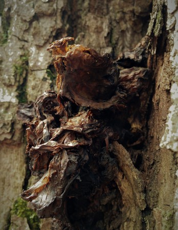 Just bark on a tree. Beautiful structural surface of the bark on different trees. The Scarecrow forest watching us.の写真素材