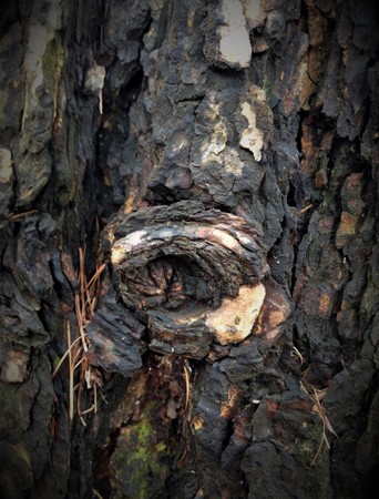 Just bark on a tree. The greatest artist is nature. Look at this photo from a distance and from different angles. You will see something quite unusual. Expressionism Abstractionism Surrealism Cubism Post-impressionismの写真素材