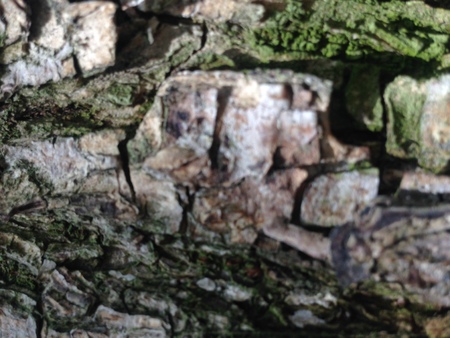Simple bark on a tree. The greatest sculptor and artist is nature. The wonders of nature. Look at this photo from a distance and from different angles. You will see something quite unusual.の写真素材