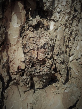 Simple bark on a tree. The greatest sculptor and artist is nature. The wonders of nature. Look at this photo from a distance and from different angles. You will see something quite unusual.の写真素材