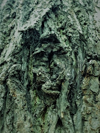 Simple bark on a tree. The greatest sculptor and artist is nature. The wonders of nature. Look at this photo from a distance and from different angles. You will see something quite unusual.の写真素材