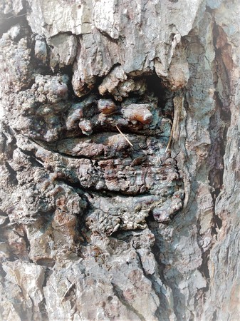 Simple bark on a tree. The greatest sculptor and artist is nature. The wonders of nature. Look at this photo from a distance and from different angles. You will see something quite unusual.の写真素材