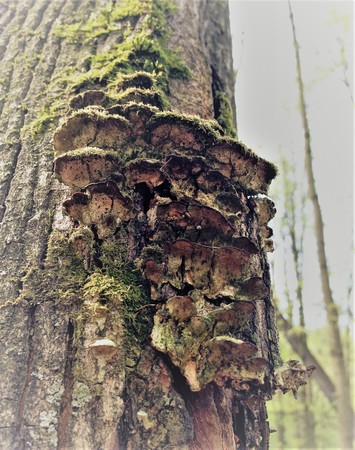 Simple bark on a tree. The greatest sculptor and artist is nature. The wonders of nature. Look at this photo from a distance and from different angles. You will see something quite unusual.の写真素材