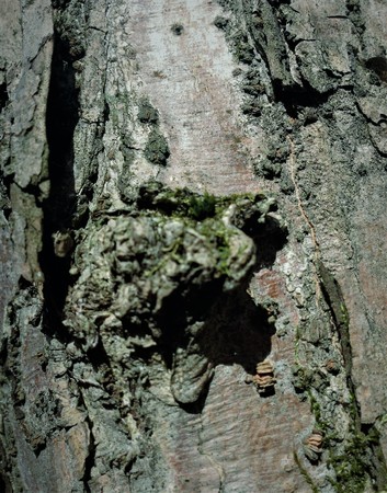 Simple bark on a tree. The greatest sculptor and artist is nature. The wonders of nature. Look at this photo from a distance and from different angles. You will see something quite unusual.の写真素材