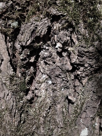 Simple bark on a tree. The greatest sculptor and artist is nature. The wonders of nature. Look at this photo from a distance and from different angles. You will see something quite unusual.の写真素材