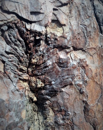 Simple bark on a tree. The greatest sculptor and artist is nature. The wonders of nature. Look at this photo from a distance and from different angles. You will see something quite unusual.の写真素材