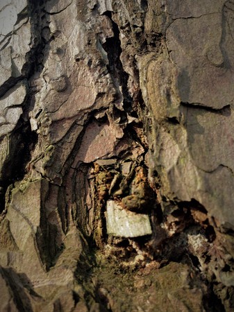 Simple bark on a tree. The greatest sculptor and artist is nature. The wonders of nature. Look at this photo from a distance and from different angles. You will see something quite unusual.の写真素材