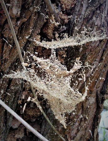 Simple bark on a tree. The greatest sculptor and artist is nature. The wonders of nature. Look at this photo from a distance and from different angles. You will see something quite unusual.の写真素材