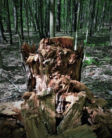 A rotten tree stump becomes a monster, a goblin, a troll, a pirate if the patches of light and shadow create the illusion.の写真素材