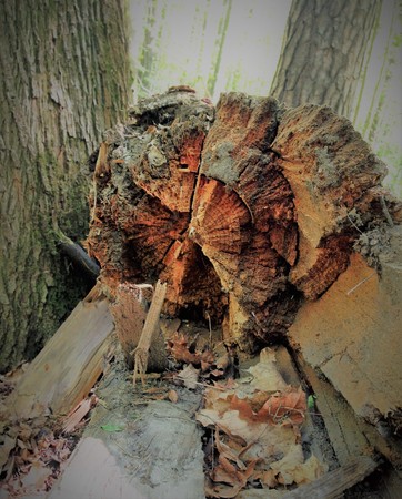 A rotten tree stump becomes a monster, a Goblin, a Troll, a pirate if the patches of light and shadow create the illusion.の写真素材