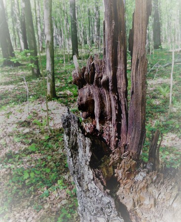 A rotten tree stump becomes a monster, a Goblin, a Troll, a pirate if the patches of light and shadow create the illusion.の写真素材