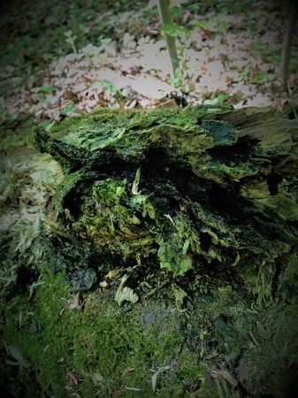 The terrestrial heap of the bizarre form is very similar to a ghost, a monster, a goblin, a scary, a pirate if the glare of light and shadow creates an illusion. Background picture, sculpture.の写真素材
