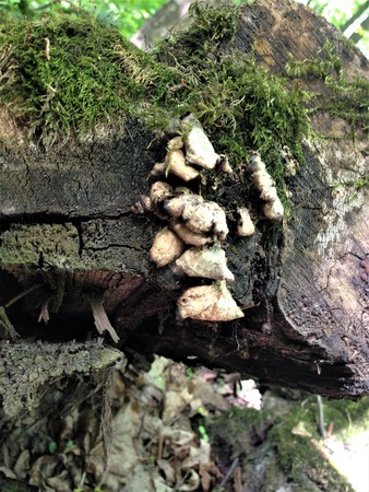 The woodcarver is nature itself, draws terrible faces of monstersの写真素材