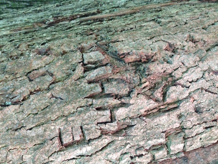 The woodcarver is nature itself, draws terrible faces of monstersの写真素材