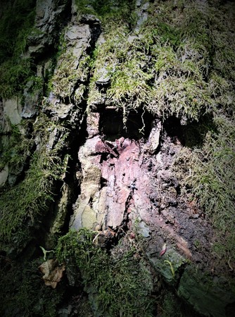The woodcarver is nature itself, draws terrible faces of monstersの写真素材