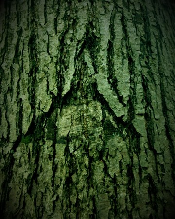 The woodcarver is nature itself, draws terrible faces of monstersの写真素材