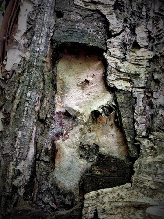A fabulous terrible monster lives in the bark of this tree. There are scars and wrinkles on his faces. Nature itself comes up with such unusual paintings and sculptures.の写真素材