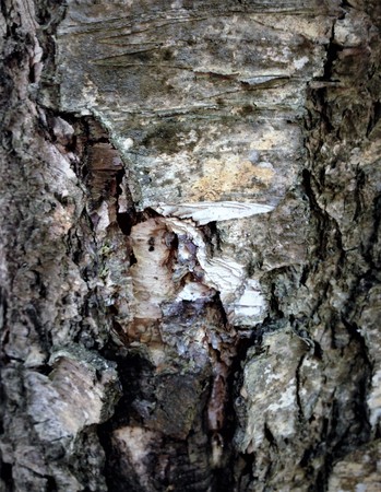 A fabulous terrible monster lives in the bark of this tree. There are scars and wrinkles on his faces. Nature itself comes up with such unusual paintings and sculptures.の写真素材