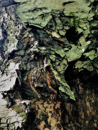 A fabulous terrible monster lives in the bark of this tree. There are scars and wrinkles on his faces. Nature itself comes up with such unusual paintings and sculptures.の写真素材