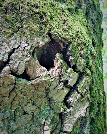 A fabulous terrible monster lives in the bark of this tree. There are scars and wrinkles on his faces. Nature itself comes up with such unusual paintings and sculptures.の写真素材