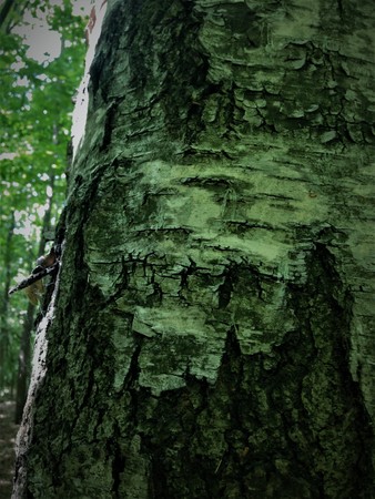 The quaint bark of the tree looks like a ghost, a monster, a goblin, a scary, a pirate if the glare of light and shadow creates an illusion.の写真素材