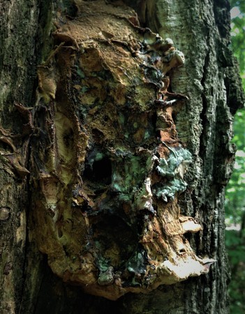 The quaint bark of the tree looks like a ghost, a monster, a goblin, a scary, a pirate if the glare of light and shadow creates an illusion.の写真素材