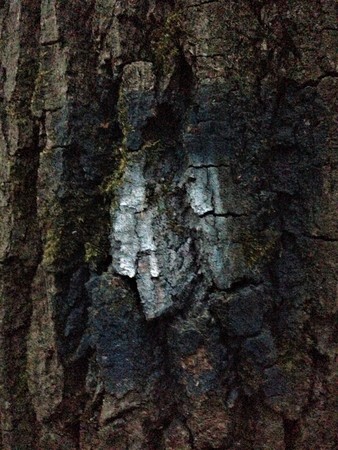 A portrait of a drowned man. Scary face of the monster. Tree bark blue background.の写真素材