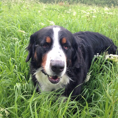 Large Swiss shepherd walking on a lawn in a green high grass Portrait of a Bernese mountain dog. Sennenhund.の写真素材