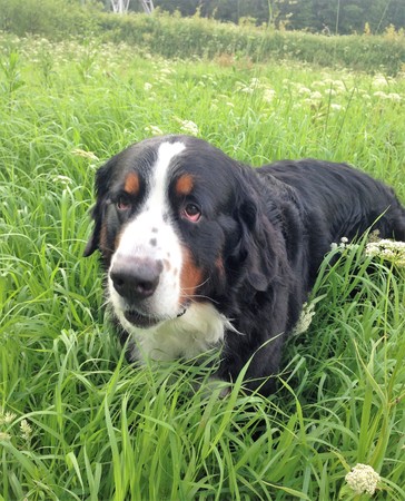 Large Swiss shepherd walking on a lawn in a green high grass Portrait of a Bernese mountain dog. Sennenhund.の写真素材