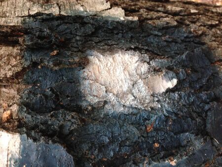 Background image of tree bark and roots. The terrible face of a monster, goblin, ghost. Nature...