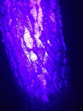 Background image of tree bark and roots. Coronavirus in UV. Nature itself comes up with such unusual paintings and sculptures, one must look at a distance, not bring it closer.の写真素材