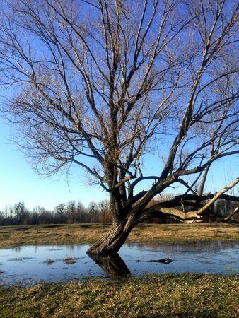 the big tree grows out of waterの写真素材