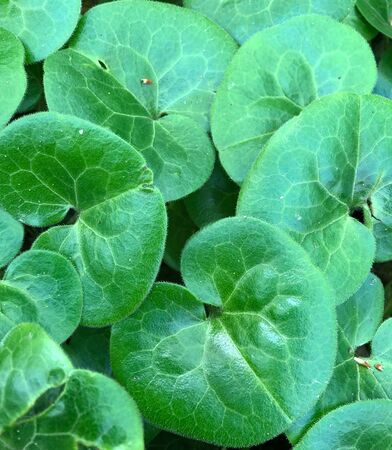 Rounded green leaves of Asiatic pennywortの写真素材