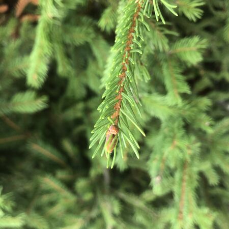 Background of green Christmas tree branches. Macro photo