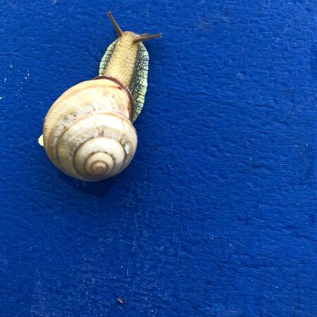 Land snail with home on a blue background