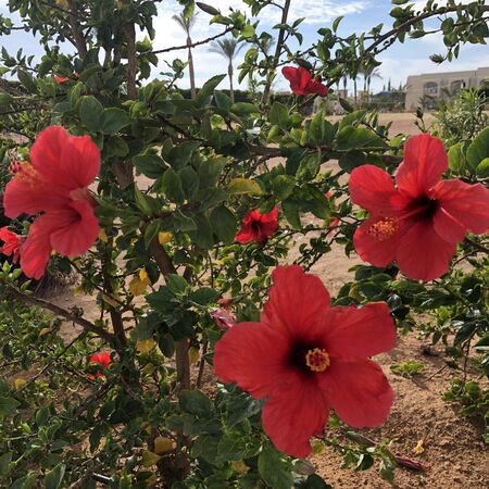 Red hibiscus flowers in a tropical gardenの写真素材
