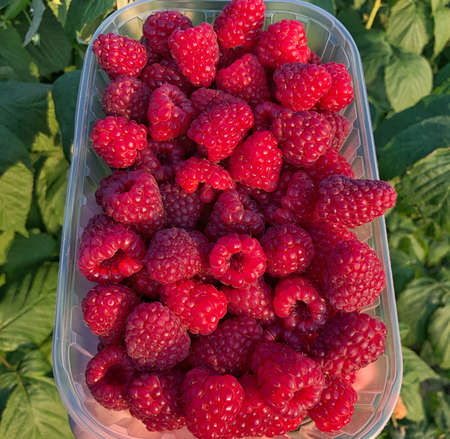 Raspberry fruit in a tray on background of greenery