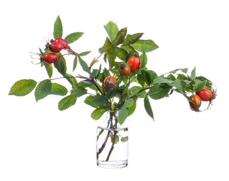 Rosa canina (dog rose) in a glass vessel with waterの写真素材