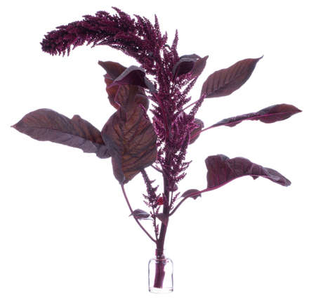 Amaranthus (amaranth or pigweeds) in a glass vessel with waterの写真素材