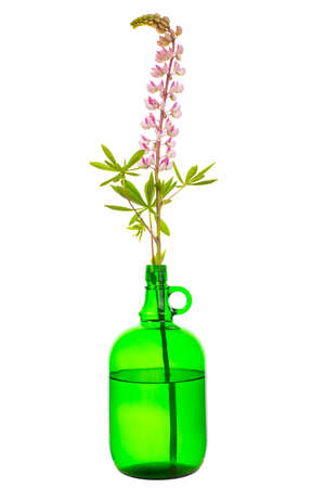 Lupinus (lupine or bluebonnet) in a glass vessel with waterの写真素材