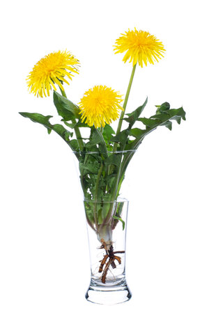 Taraxacum (dandelions) in a glass vessel with waterの写真素材