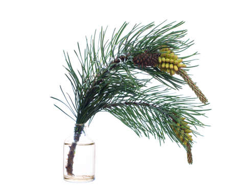 Pinus sylvestris (european red pine or baltic pine) in a glass vessel with water