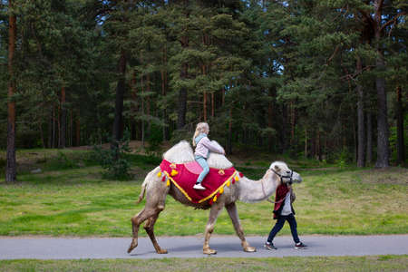 Girl trainer leads a white Bactrian camel with a child on her backの写真素材