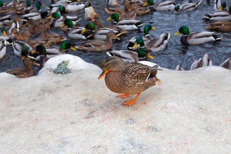 A female wild duck on the icy shore of a winter pond