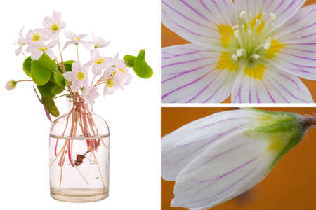 Oxalis acetosella (wood sorrel or common wood sorrel) in a glass vessel with waterの写真素材